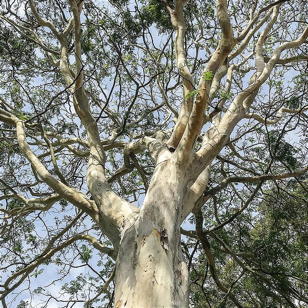 PAU FERRO (Caesalpinea férrea)