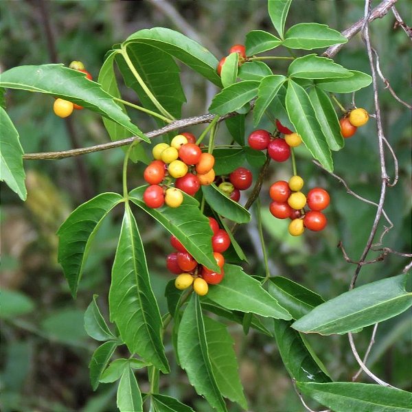 CHAL CHAL (Allophylus edulis) - Muda com até 1 metro