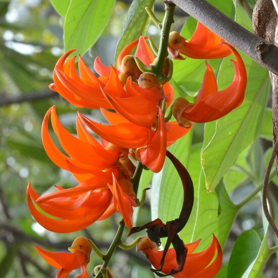 Jade Vermelha (Mucuna bennetti) – Até 1 metro