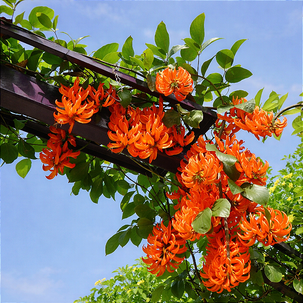JADE VERMELHA TREPADEIRA (Mucuna bennettii) - Muda com 1 metro a 1,20m