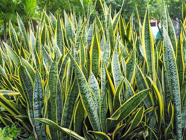 Espada de Santa Bárbara (Sansevieria trifasciata 'Laurentii')