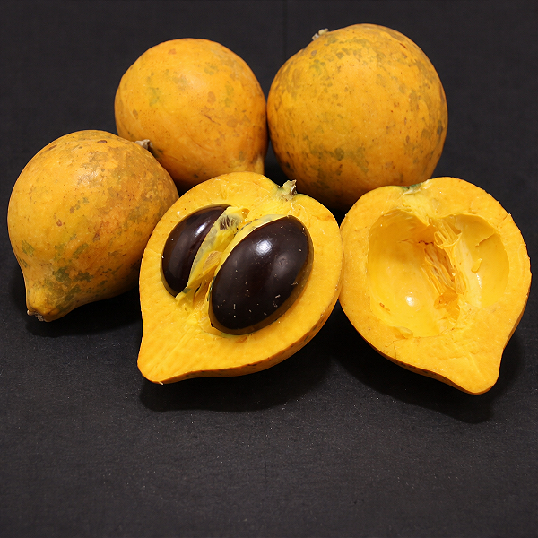 CANISTEL (Pouteria campechiana) - Muda com até 60 cm