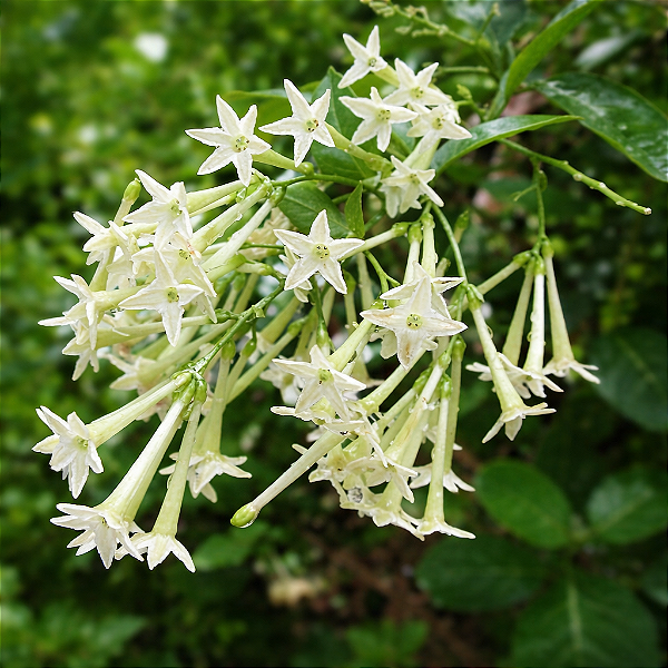 DAMA DA NOITE (Cestrum nocturnum) - Muda com até 1 metro