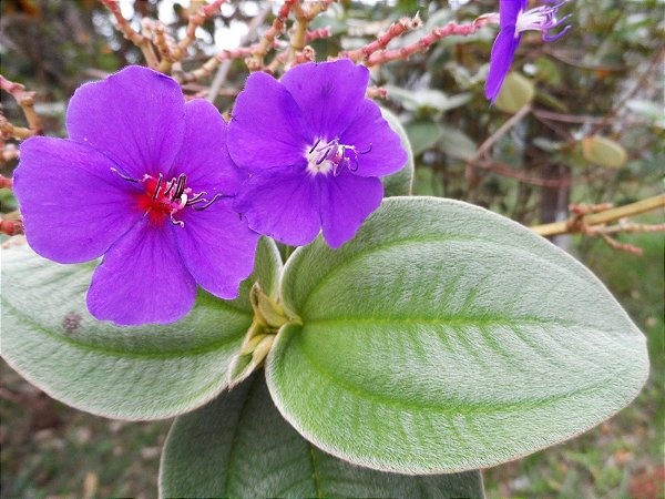 ORELHA DE ONÇA (Tibouchina heteromalla) - Até 1 metro