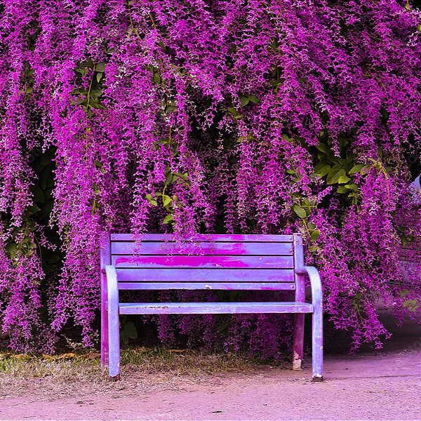 CONGÉIA (Congea tomentosa) - Muda com até 60 cm