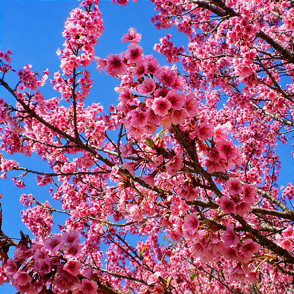 CEREJEIRA JAPONESA ou SAKURA (Prunus campanulata) - Muda com 1,20m