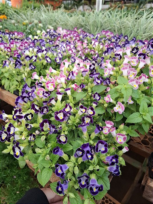 TORRÊNIA (Torenia fournieri)