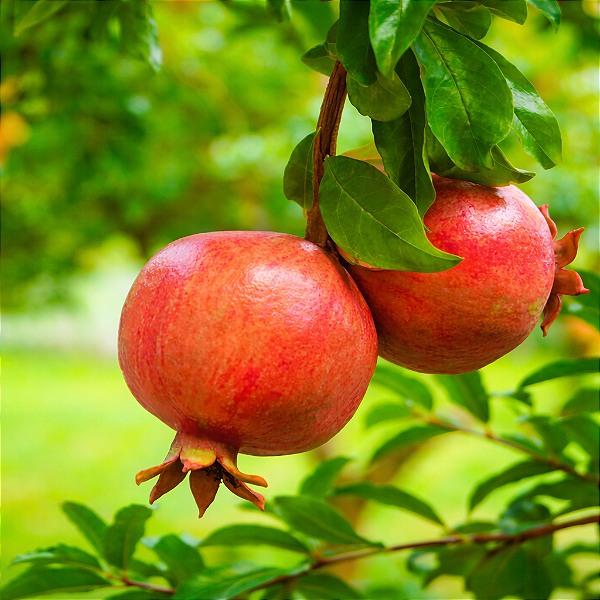 ROMÃ (Punica granatum) - Muda com até 60 cm