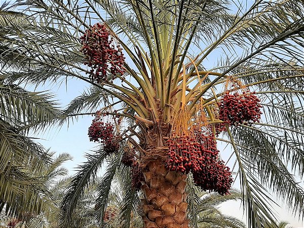 TAMAREIRA (Phoenix dactylifera) – Muda de tamara