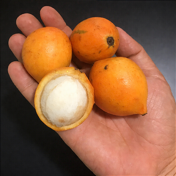 BACUPARI (Garcinia gardneriana) - Muda com até 40 cm