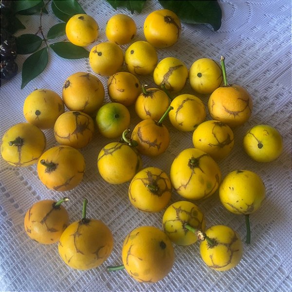 BACUPARI (Garcinia gardneriana)