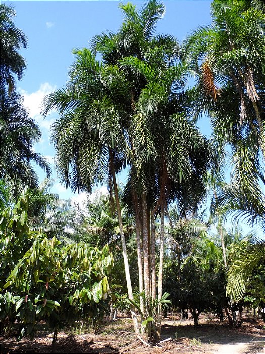 PUPUNHA (Bactris gasipaes)