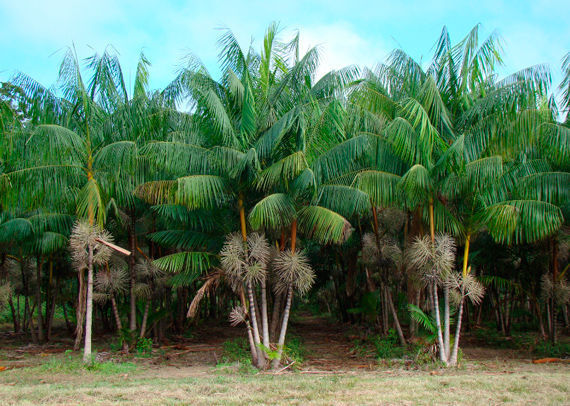 JUÇARA ou IÇARA (Euterpe edulis)