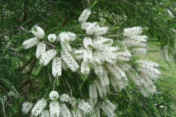 MELALEUCA (Melaleuca linariifolia) - Até 1 metro