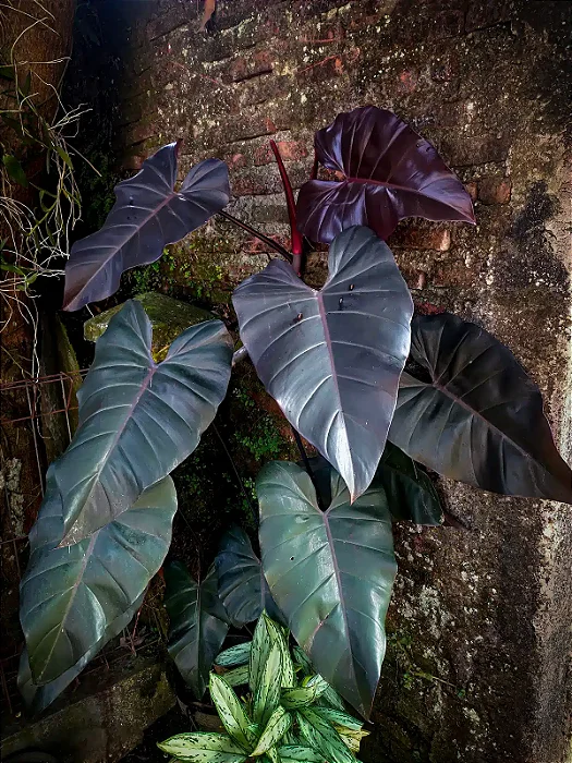 FILODENDRO RUBRO (Philodendron erubescens)