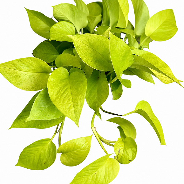 JIBÓIA AMARELA NEON (Epipremnum aureum ‘Neon’) - Cuia 21