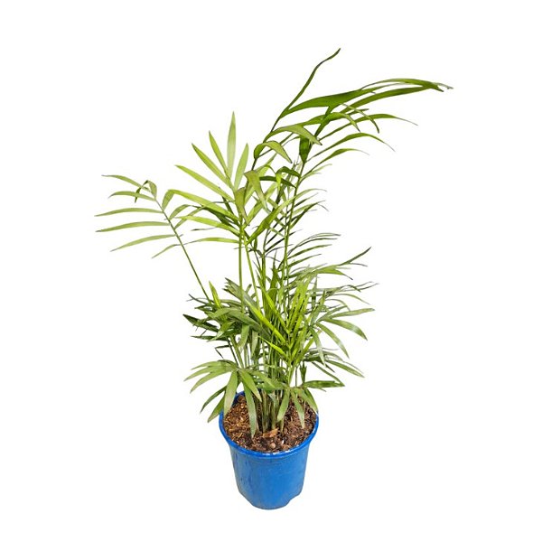 PALMEIRA CHAMAEDORA ELEGANS - P11