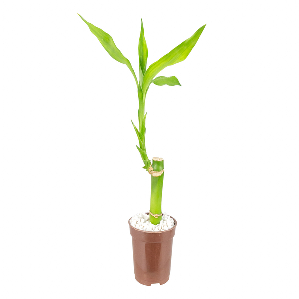BAMBU DA SORTE (Dracaena sanderiana) - P06