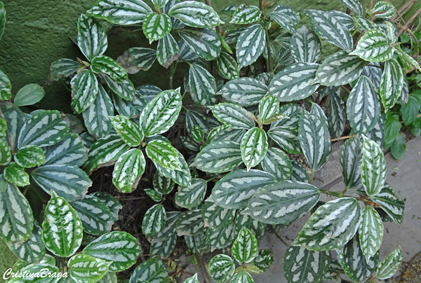 PILEA ALUMINIO (Pilea cadierei) - Até 30 cm
