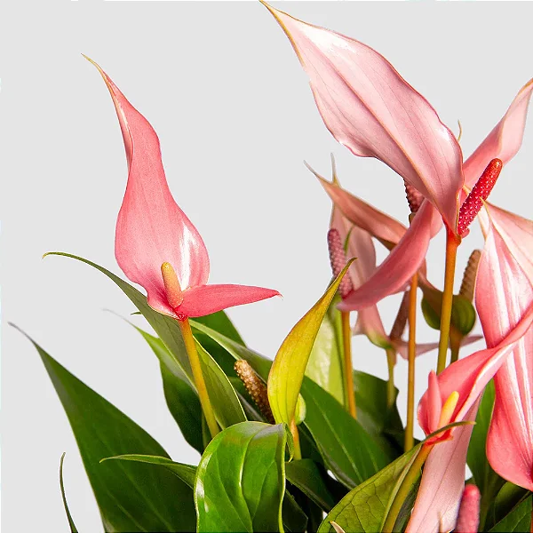 ANTÚRIO MINIATURA ROSA (Anthurium Lilli) - P09