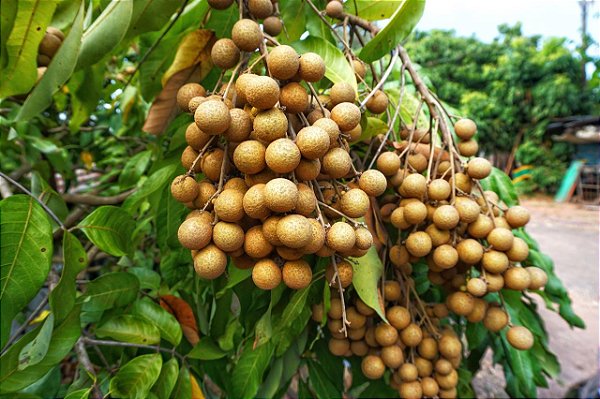 PITOMBA DO NORTE (Talisia esculenta) - Muda com até 1 metro