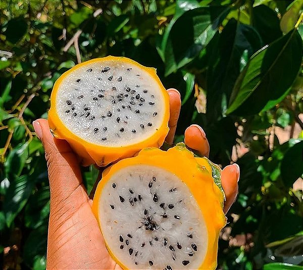PITAYA AMARELA (Selenicereus megalanthus) - Até 50 cm