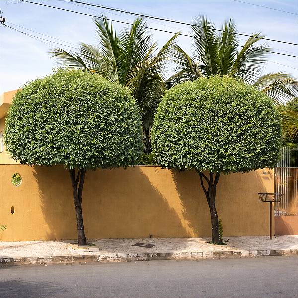 OITI (Licania tomentosa) - Muda com até 1 metro