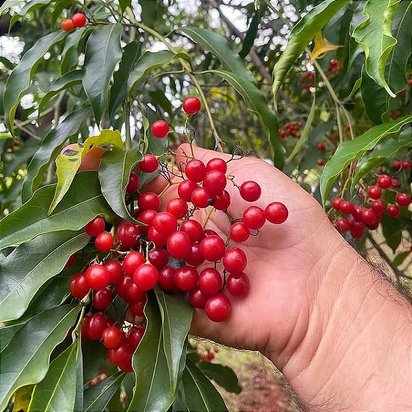 CAFÉ DE BUGRE (Cordia ecalyculata) - Muda com até 1 metro