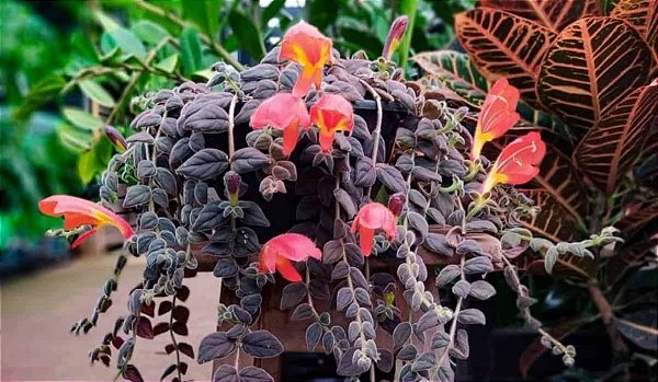 COLUMÉIA GLORIOSA (Gloriosa superba) – C21