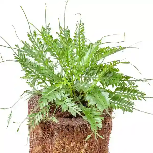 ASPLENIO KENZOI (Asplenium X kenzoi) - P14