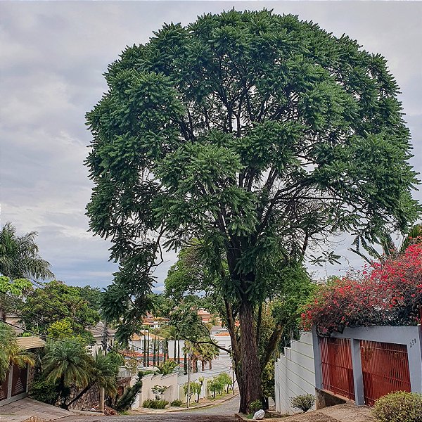 CEDRO ROSA (Cedrela fissilis) - Muda com até 80 cm