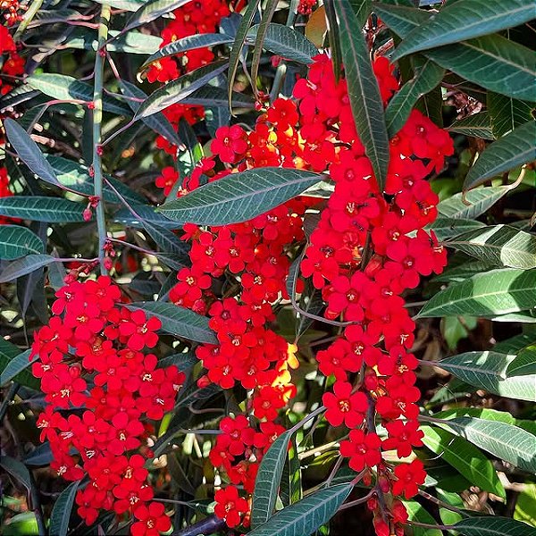 CHIQUITA BACANA (Euphorbia fulgens) - Muda com até 1 metro