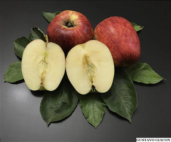 MAÇÃ EVA (Malus domestica) - Muda com 1,20m enxertada