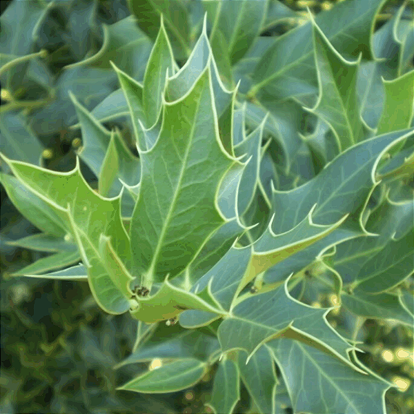ESPINHEIRA SANTA (Monteverdia truncata) - Muda com até 20 cm