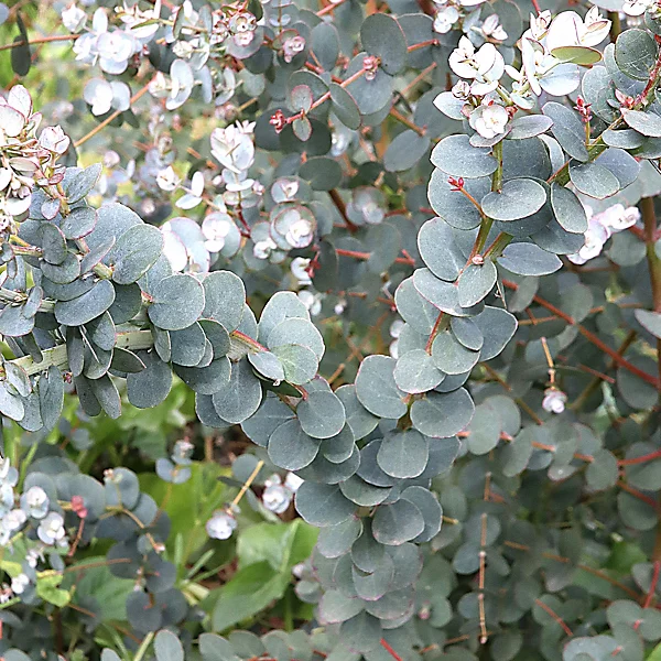 EUCALIPTO PRATEADO (Eucalyptus gunnii) - Muda com até 80 cm