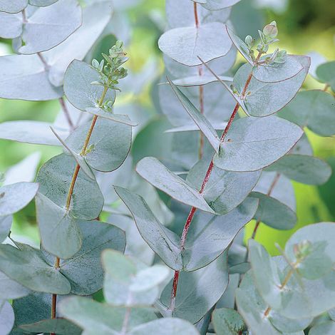 EUCALIPTO PRATEADO GUNNII (Eucalyptus gunnii)