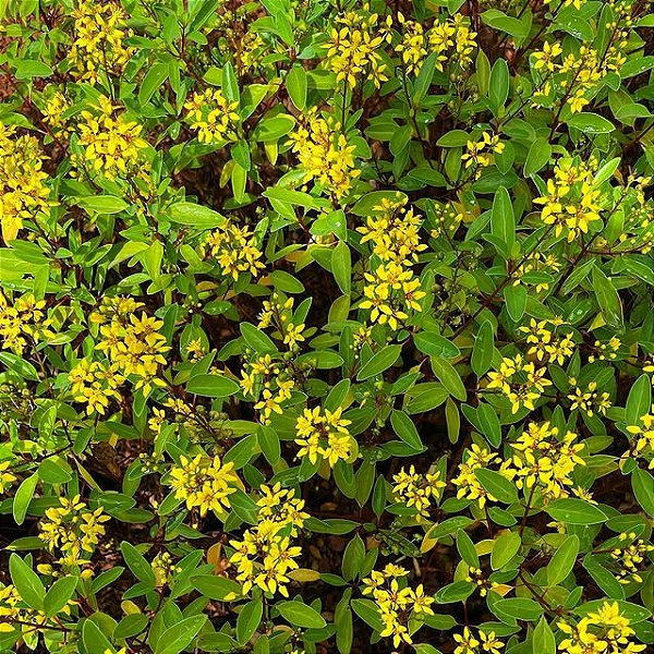 TRIALIS (Galphimia glauca) – Muda com até 40 cm