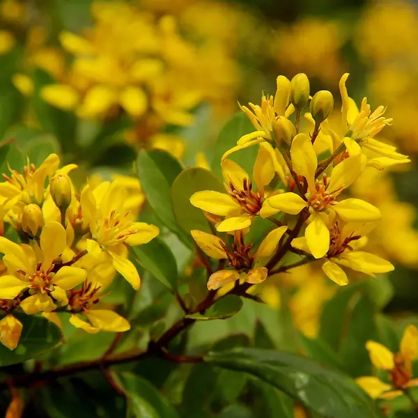 RESEDÁ AMARELO ou TRIALIS (Galphimia glauca) – Muda com até 60 cm