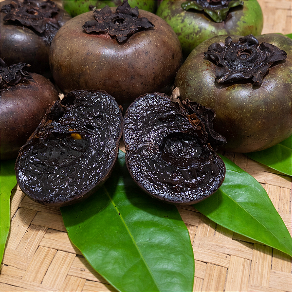 SAPOTA PRETA (Diospyros nigra) - Muda com até 80 cm