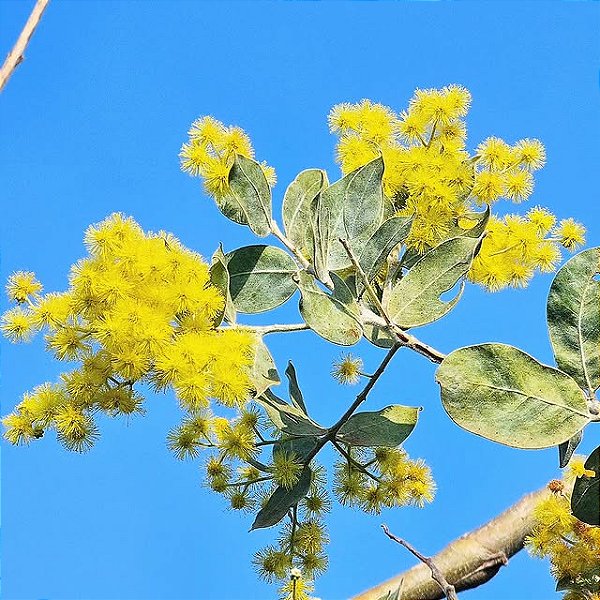 ACÁCIA MIMOSA (Acacia podalyriifolia) - Muda com até 1 metro