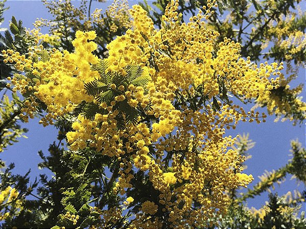 ACÁCIA MIMOSA (Acacia podalyriifolia) - Muda com até 1 metro
