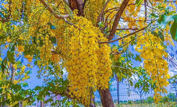 CHUVA DE OURO ou ACÁCIA IMPERIAL (Cassia fistula.) - Muda com até 1 metro