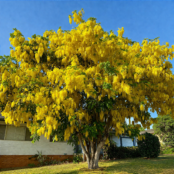 CHUVA DE OURO ou CÁSSIA IMPERIAL (Cassia fistula) - Muda com até 1 metro