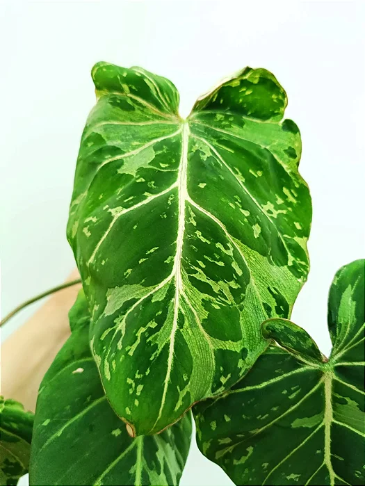 Philodendron Gloriosum Variegata - P14