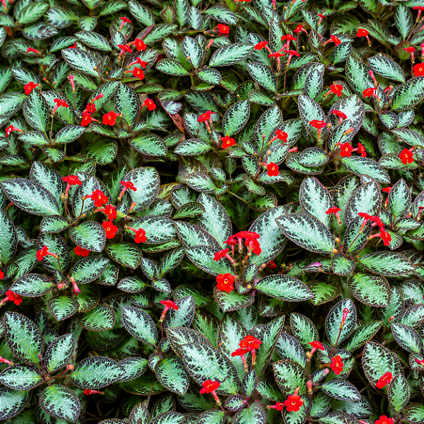 TAPETE DE RAINHA ou EPISCIA (Episcia cupreata) - Cuia 13
