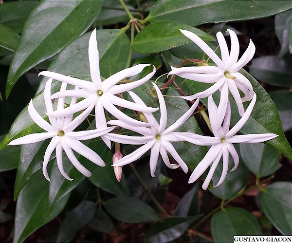 JASMIM ESTRELA (Jasminum nitidum) - Muda com até 80 cm