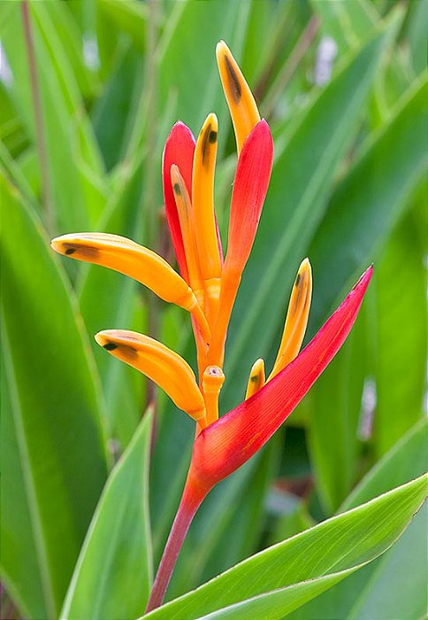 HELICÔNIA PAPAGAIO (Heliconia psittacorum) - Muda com até 60 cm