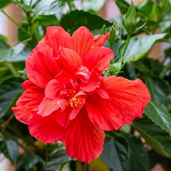 HIBISCO DOBRADO (Hibiscus rosa-sinensis "carnation") - Muda com até 1 metro