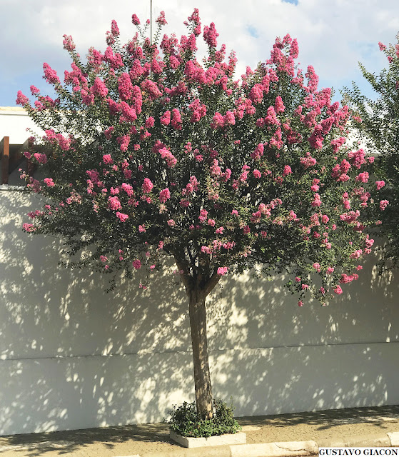RESEDÁ (Lagerstroemia indica) - Muda com até 1 metro