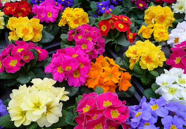 POLIANTA (Primula x polyantha) - P11